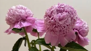 冰鎮牡丹:初夏的華麗綻放 冰鎮牡丹:初夏的華麗綻放