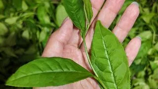 武夷山：子時做茶去