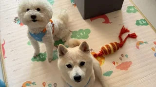 從狗咬狗骨到鄰床共眠