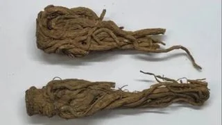 草木有靈 高原有聲:一株雲歸的 歸去來兮 草木有靈 高原有聲:一株雲歸的 歸去來兮