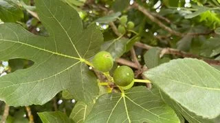 護心潤燥暢便無花果 護心潤燥暢便無花果