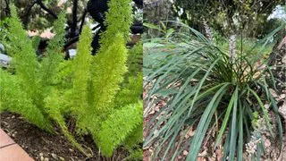 治燥潤肺二冬湯
