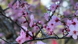 櫻花時節：4月在京都仙台 8月在悉尼奧本