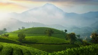 白露前夕的茶水