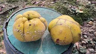 吉隆坡之大象蘋果