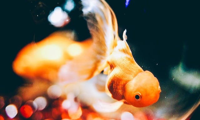 作為日本文化中富裕、雅緻與夏季的符號：你不知道的「金魚」演化史