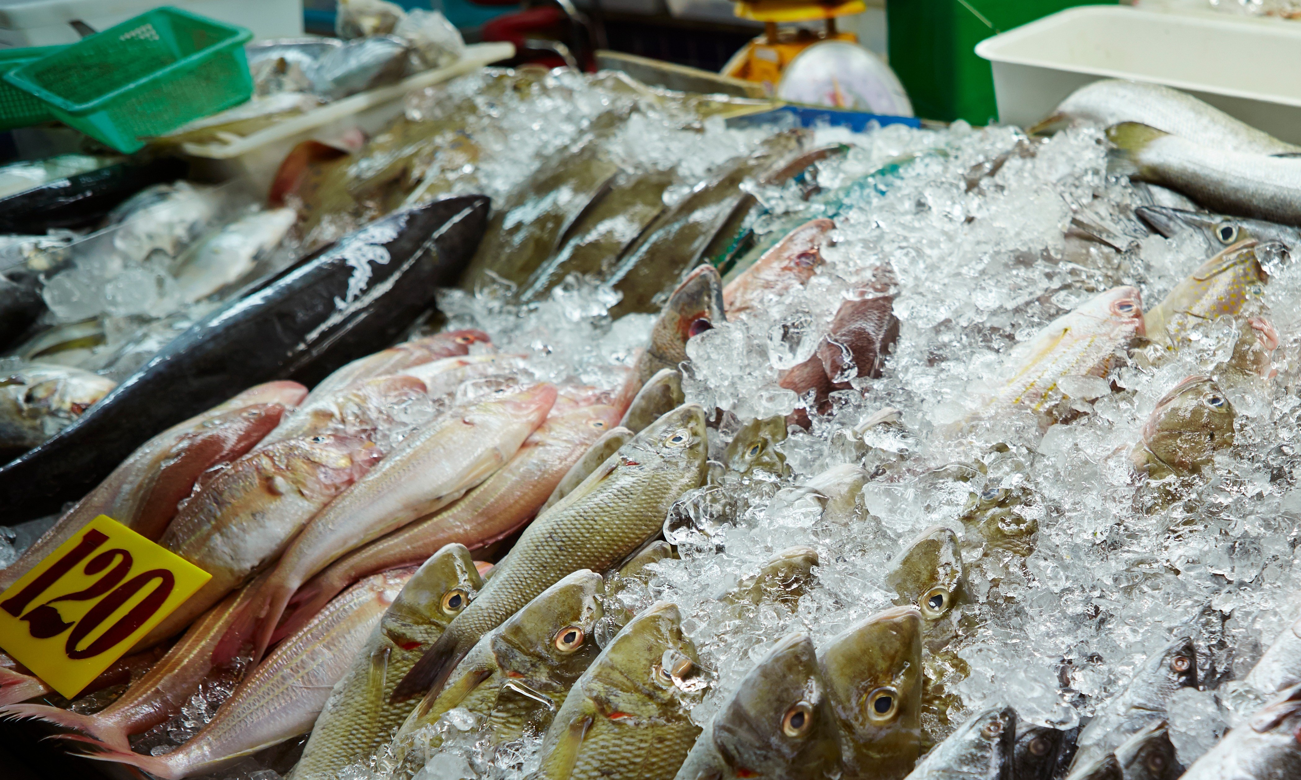 魚販手記｜在日本太太出現前，從沒有人問過我，攤位上的魚是否能沙西米？