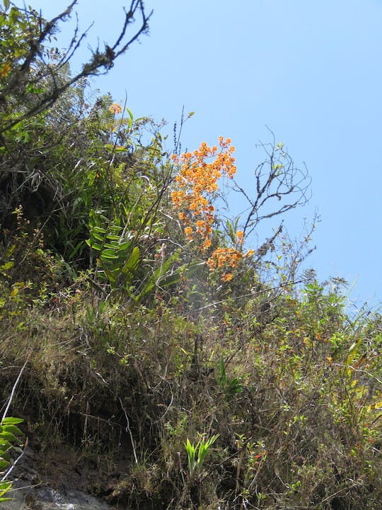 圖二、彎唇蘭（Cyrtochilum serratum，中間）及Epidendrum xanthinum（左上角）。