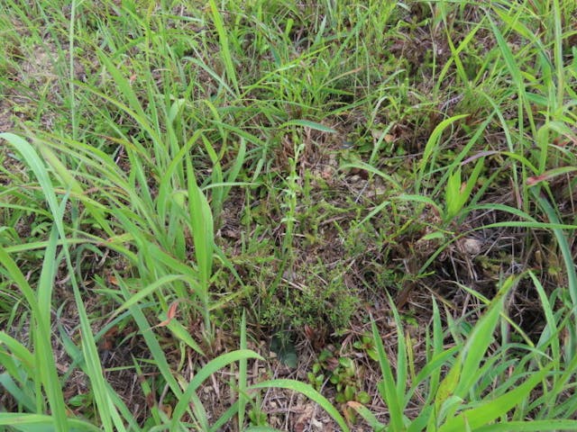 圖二十二：腎葉玉鳳花（Habenaria reniformis）