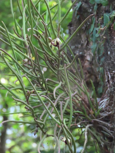 圖六：叉唇釵子股（Luisia teres）