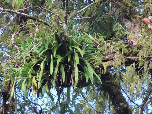 （圖十四）波氏兜蘭（Paphiopedilum villosum var. boxallii）