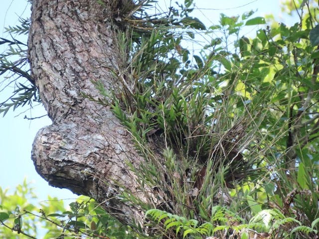 （圖十三）劍葉石斛（Dendrobium acinaciforme）