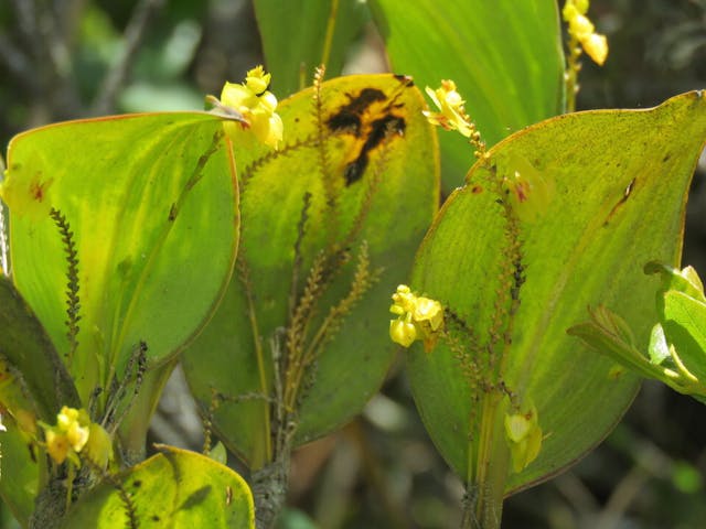 圖十五、細葉蘭（Lepanthes sp.）