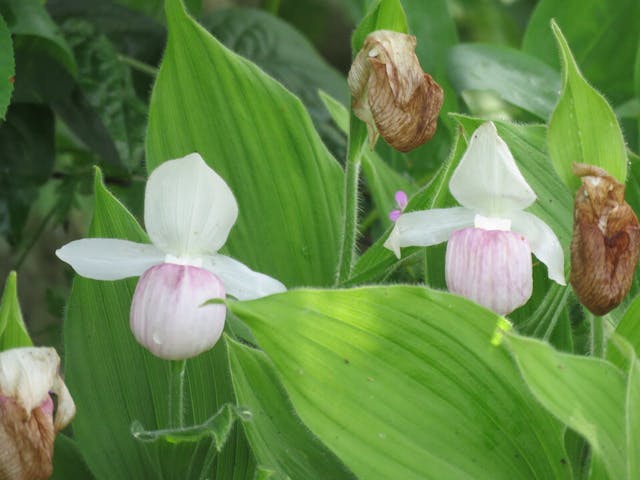 圖十三：杓蘭（Cypripedium reginae）。