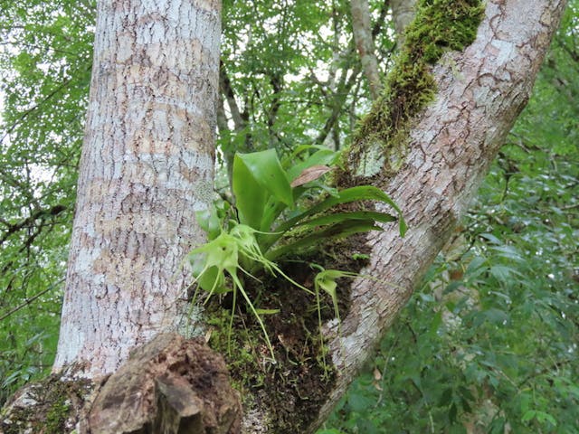 圖十九，擬風蘭屬Aeranthes robusta