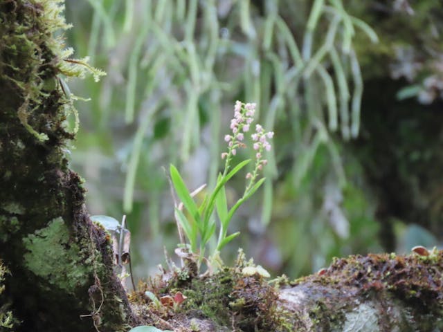 圖十五，多穗蘭屬Polystachya perrieri