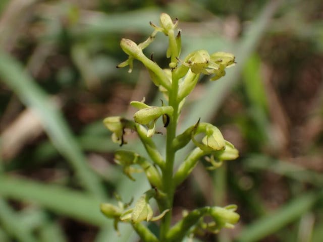 圖四十五：稠密闊蕊蘭（Peristylus densus）