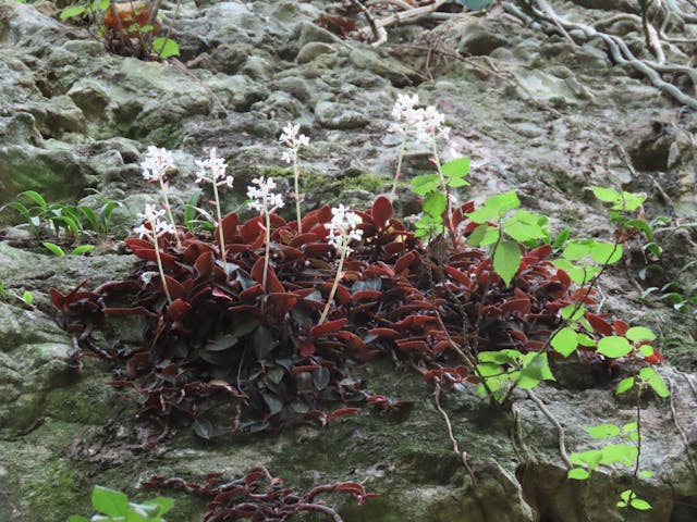 圖五：岩壁上的石蠶(Ludisia discolor)。