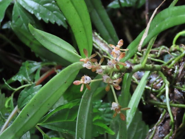 （圖二十一）雲南盆距蘭（Gastrochilus yunnanensis）