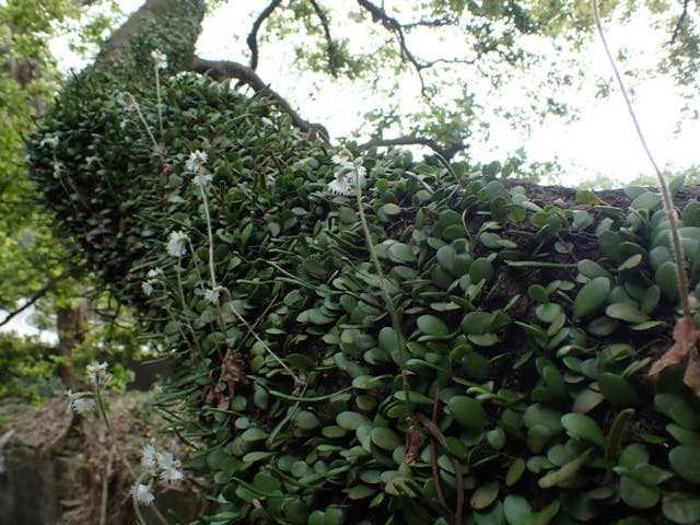 圖十三：雲南叉柱蘭（Cheirostylis yunnanensis）