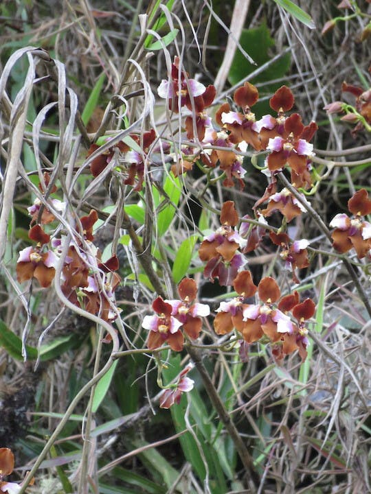 圖五十二、彎唇蘭（Cyrtochilum pastazae）