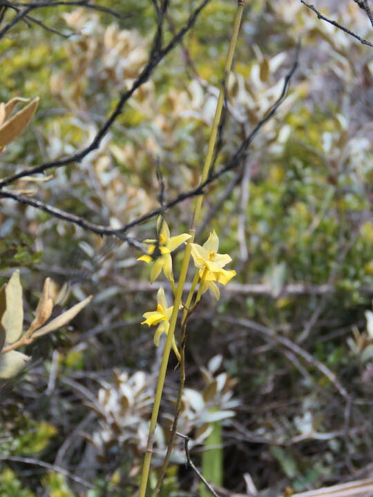 圖十一、文心蘭（Oncidium aureum）