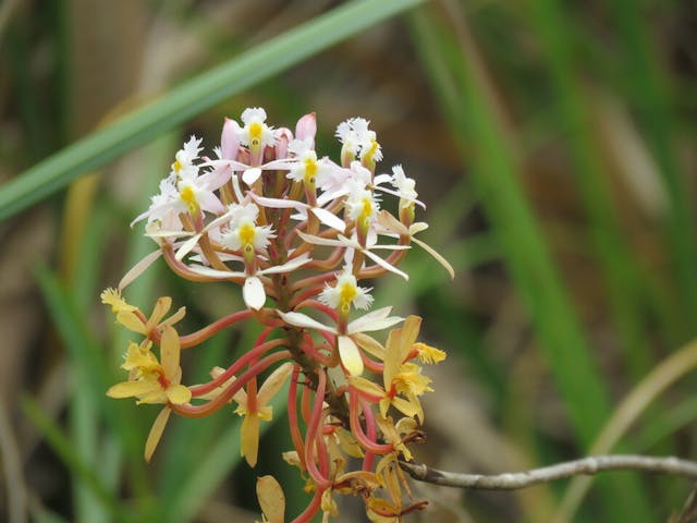 圖十九、南美拖鞋蘭（Phragmipedium reticulatum）