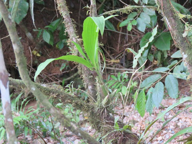 圖三十六、折葉蘭（Sobralia gloriana）