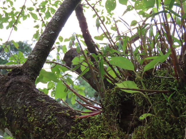 圖二：細莖石斛（Dendrobium moniliforme）