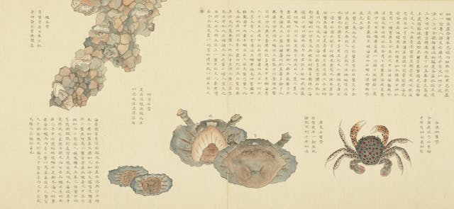 清．聶璜繪《海錯圖第四冊之合浦斑蟹》，紙本設色，30.4x68厘米。（台北國立故宮博物院藏品）