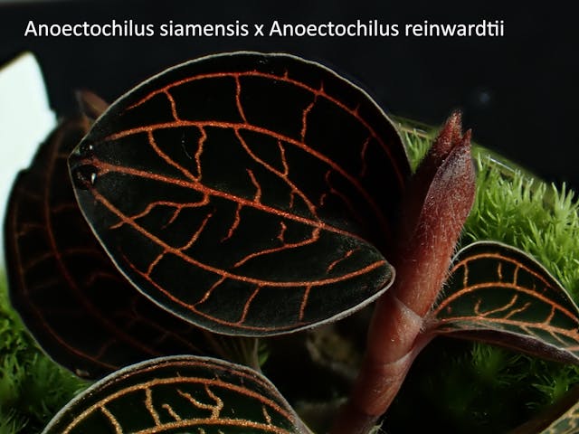 圖十：Anoectochilus siamensis x Anoectochilus reinwardtii開唇蘭同屬雜交，葉面黑底紅線，色彩對比鮮明，有神秘感。