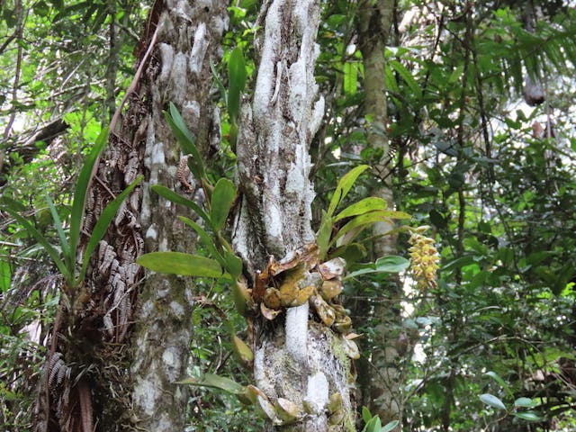 圖一，豆蘭屬Bulbophyllum occlusum