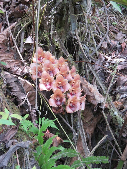 圖四十四、南美拖鞋蘭屬 Phragmipedium besseae