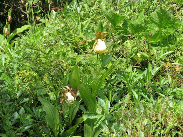 圖十四：杓蘭（Cypripedium calceolus）。