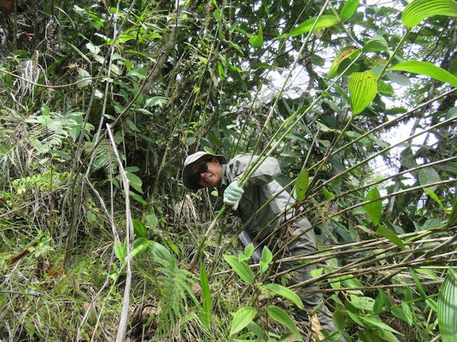 圖三十八、攀援折葉蘭（Sobralia）上落