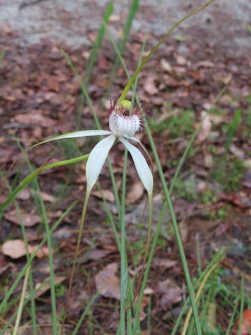 圖十一：蜘蛛蘭Caladenia longicauda（White Spider Orchid）