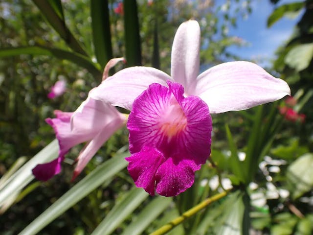 圖十一：竹葉蘭（Arundina graminifolia）