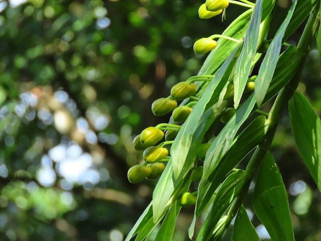 圖二十七：花苞已轉黃色，正正符合我認為是束花石斛（Dendrobium chrysanthum）的推斷。（攝於2020年10月5日）