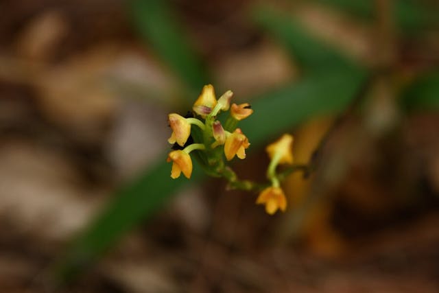 圖九，多穗蘭屬Polystachya clareae