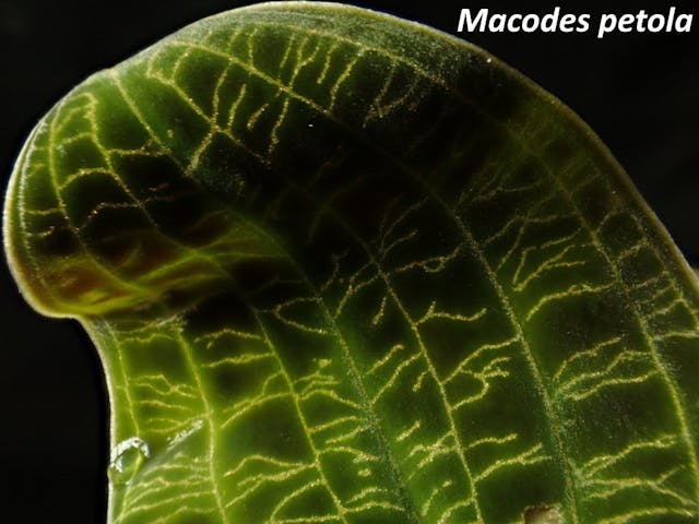 圖一：彩電光寶石蘭（Macodes petola）其葉片看起來像繡上金線銀線的天鵝絨般美麗，而閃閃發光的葉脈，是由細胞內的氣泡反射出的光線所造成。