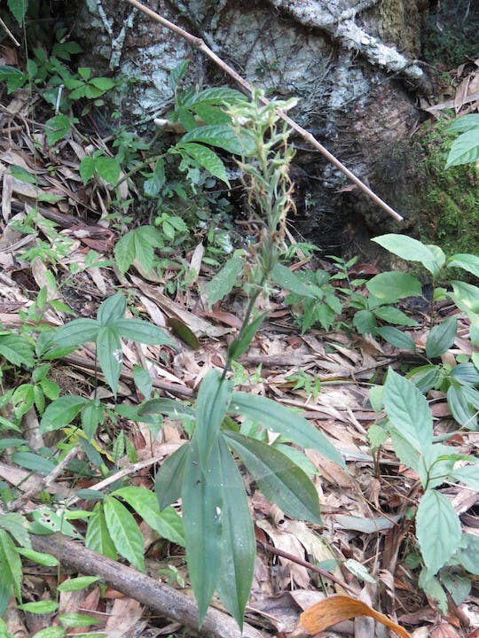 圖九、裂瓣玉鳳蘭（Habenaria polytricha）。