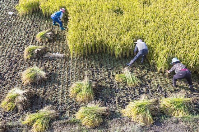 食物生產力提升，能增加人口。（Shutterstock）