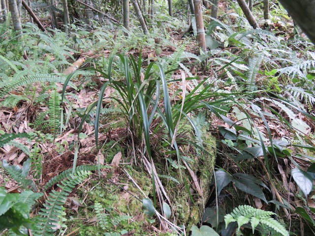 圖十三、香莎草蘭（Cymbidium cochleare）。