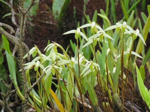 圖三十四、腋唇蘭屬Maxillaria acuminata