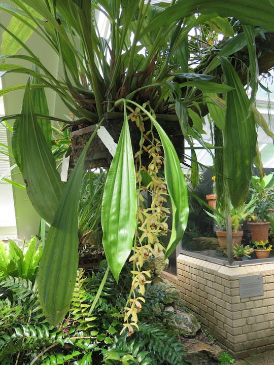 圖二十三：貝母蘭（Coelogyne tomentosa）。