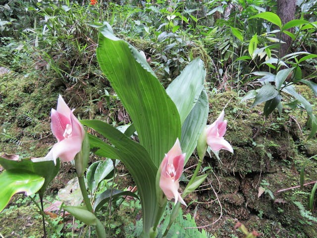 圖四、鬱金香蘭（Anguloa virginalis）