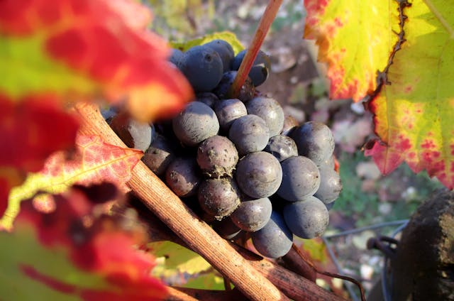 法國紅酒的酸度大多是較高而平衡的。（Shutterstock）