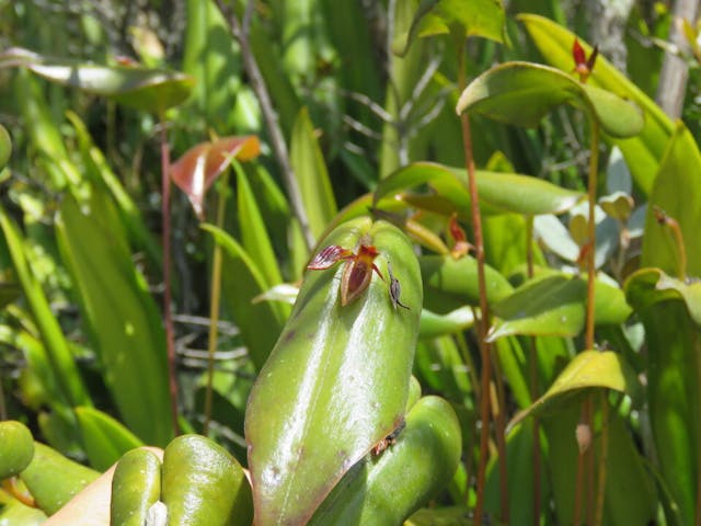 圖十四、側葉蘭（Pleurothallis antonensis）