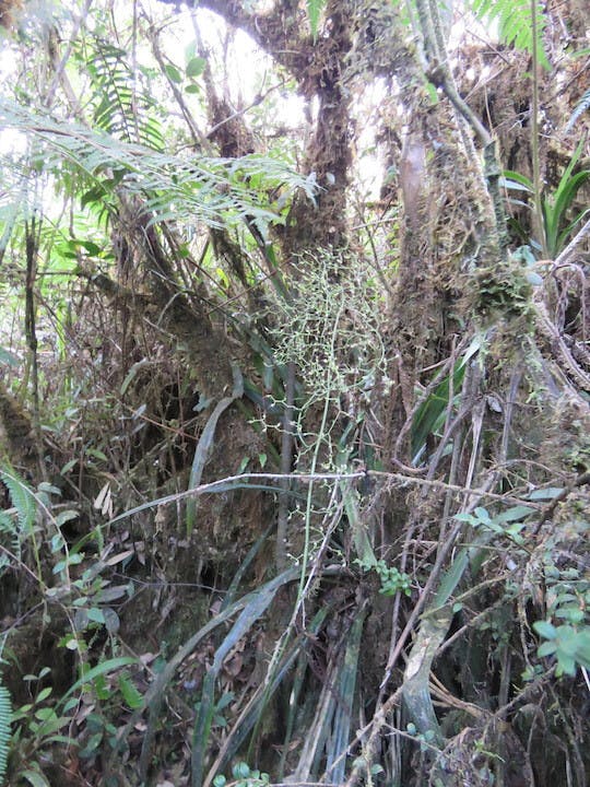 圖六十三、文心蘭（Oncidium aureum）