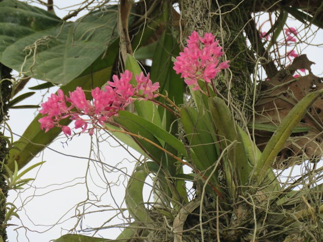 圖三十三、微柱蘭屬Stelis sp